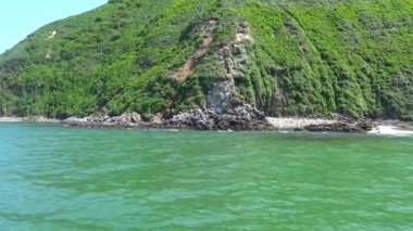 Deniz samuru yüzeyinde dinleniyor. Deniz Safari yolculuk Kamçatka Yarımadası boyunca. Rusya. 