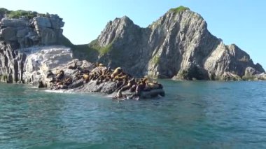 Deniz Aslanları. Deniz Safari yolculuk Kamçatka Yarımadası boyunca. Rusya. 