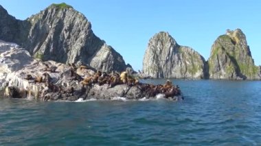 Deniz Aslanları. Deniz Safari yolculuk Kamçatka Yarımadası boyunca. Rusya. 