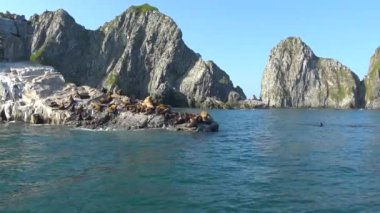 Deniz Aslanları. Deniz Safari yolculuk Kamçatka Yarımadası boyunca. Rusya. 