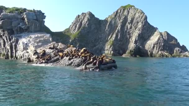 Leões marinhos. Sea Safari viagem ao longo da Península de Kamchatka. Rússia . — Vídeo de Stock