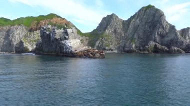 Deniz Aslanları. Deniz Safari yolculuk Kamçatka Yarımadası boyunca. Rusya. 