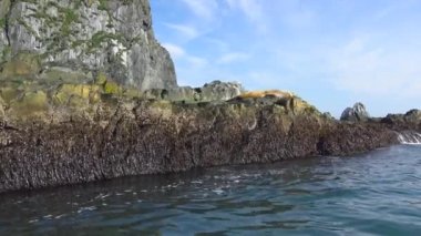 Deniz Aslanları. Deniz Safari yolculuk Kamçatka Yarımadası boyunca. Rusya. 