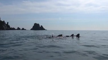 Deniz Aslanları. Deniz Safari yolculuk Kamçatka Yarımadası boyunca. Rusya. 