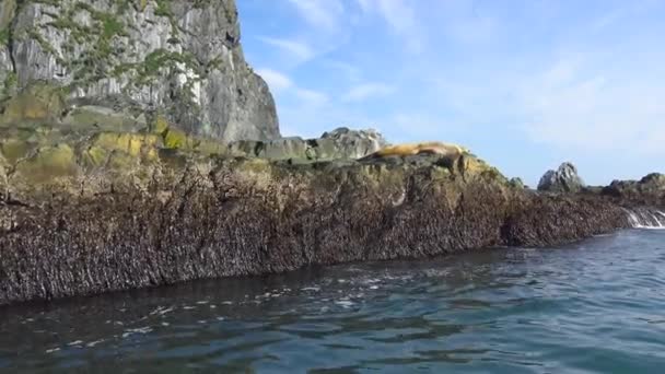 Морських левів. Safari морську подорож вздовж Камчатки півострів. Росія. — стокове відео