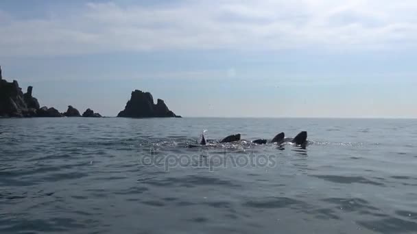 Leoni marini. Mare Safari viaggio lungo la penisola di Kamchatka. Russia . — Video Stock