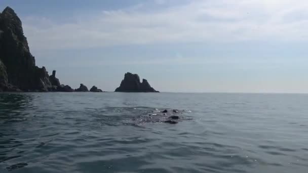 Морские львы. Морское сафари вдоль полуострова Камчатка. Россия . — стоковое видео