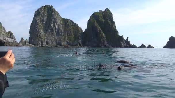 Морские львы. Морское сафари вдоль полуострова Камчатка. Россия . — стоковое видео