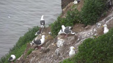 Martılar. Pasifik Sahili. Kamçatka Yarımadası yolculuk. Rusya.