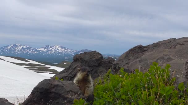 Marmotas. Viaje a la península de Kamchatka. El área circundante del volcán Gorely. Rusia . — Vídeo de stock