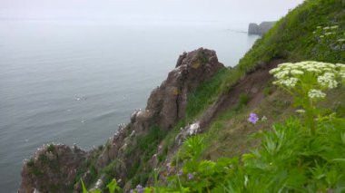 Martılar. Pasifik Sahili. Kamçatka Yarımadası yolculuk. Rusya.