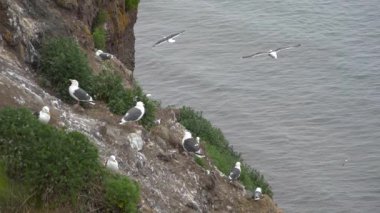 Martılar. Pasifik Sahili. Kamçatka Yarımadası yolculuk. Rusya.