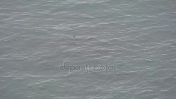 Kamchatka sigilla Larga. Mare Safari viaggio lungo la penisola di Kamchatka. Russia . — Video Stock