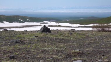 Kamçatka Yarımadası yolculuk. Saf Amerikan alan köpekler.