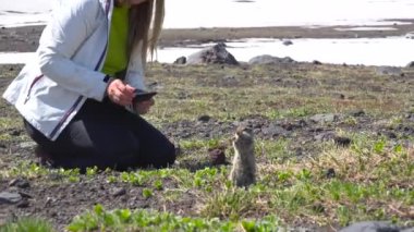 Kamçatka Yarımadası yolculuk. Saf Amerikan alan köpekler.