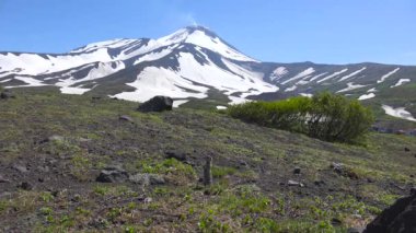 Kamçatka Yarımadası yolculuk. Saf Amerikan alan köpekler.
