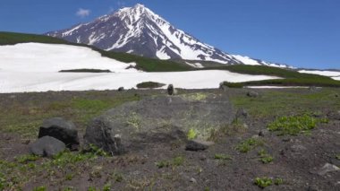 Kamçatka Yarımadası yolculuk. Saf Amerikan alan köpekler.