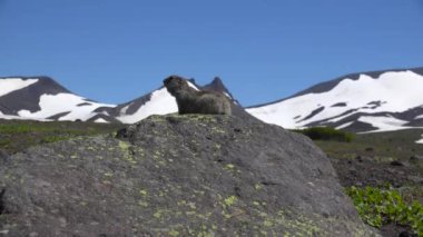 Kamçatka Yarımadası yolculuk. Saf Amerikan alan köpekler.