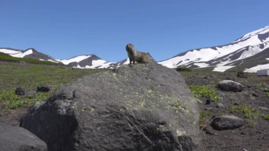 Kamçatka Yarımadası yolculuk. Saf Amerikan alan köpekler.