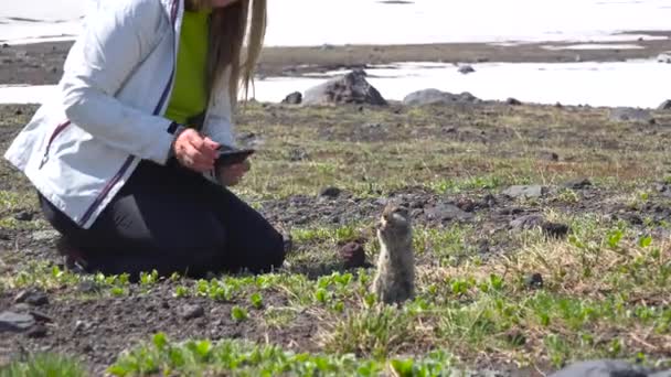 Viagem para a Península de Kamchatka. Gullible cães de campo americanos . — Vídeo de Stock