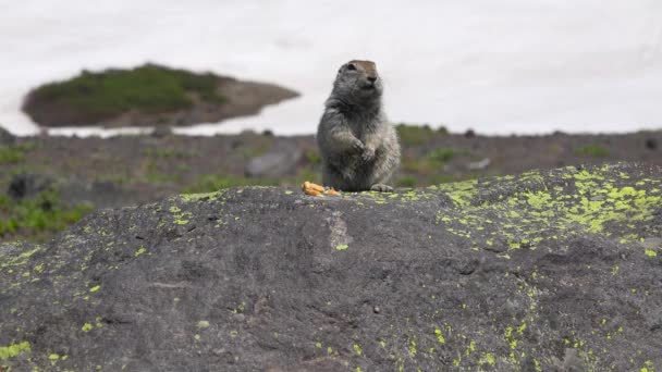 Viaje a la península de Kamchatka. Gullible perros de campo americanos . — Vídeos de Stock