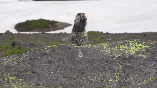 Viaje a la península de Kamchatka. Gullible perros de campo americanos . — Vídeos de Stock