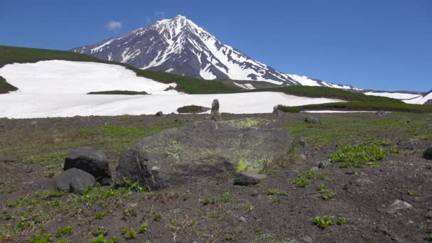 Viaje a la península de Kamchatka. Gullible perros de campo americanos . — Vídeos de Stock