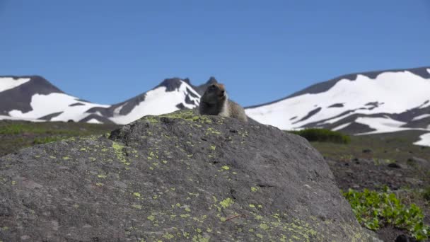 Reis naar het Russische schiereiland Kamtsjatka. Onnozel Amerikaanse veld honden. — Stockvideo