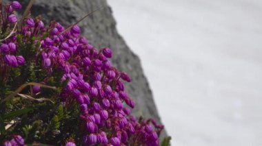 Kamçatka Yarımadası yolculuk. Koryaksky Vadisi ve Avachinsky volkanlar. Rusya.