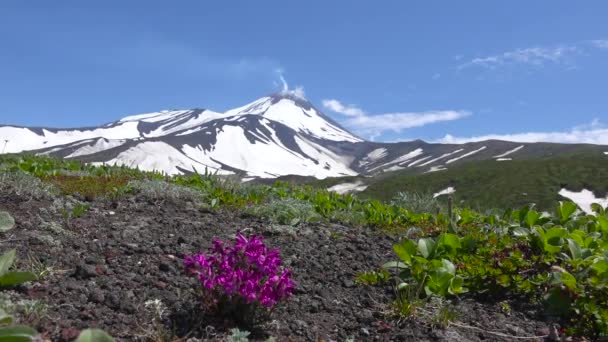 Viaggio nella penisola di Kamchatka. Valle di vulcani Koryaksky e Avachinsky. Russia . — Video Stock