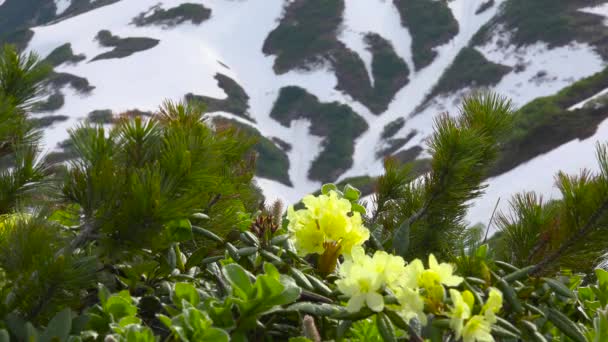 Journey to Kamchatka Peninsula. The surrounding area of Vilyuchinsky volcano. Russia. — Stock Video