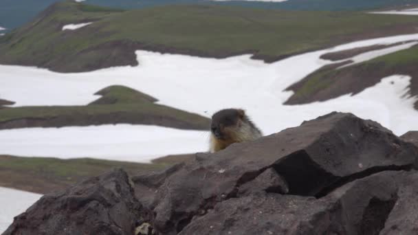Marmot. Viaje a la península de Kamchatka. El área circundante del volcán Gorely. Rusia . — Vídeos de Stock