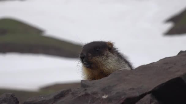 Marmot. Very annoying mosquitoes. Journey to Kamchatka Peninsula. — Stock Video