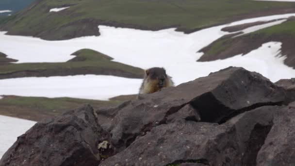 Marmot. Viagem para a Península de Kamchatka. A área circundante do vulcão Gorely. Rússia . — Vídeo de Stock