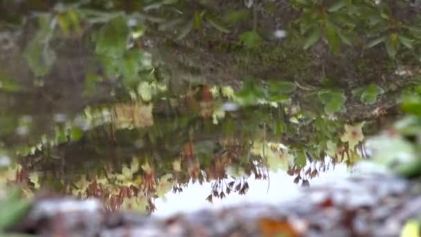 Podróż do Półwyspu Kamczatka. Obszar wokół wulkanu Gorely. Rosja. — Wideo stockowe