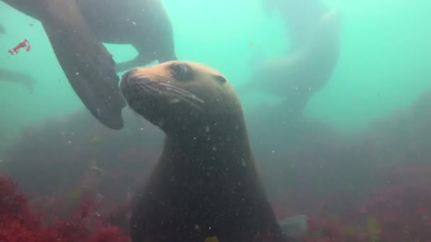 Fascinerande undervattens dykning med sjölejon i Stilla havet utanför Kamtjatka halvön. Ryssland. — Stockvideo