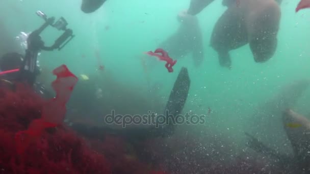 Fascinating underwater diving with sea lions in the Pacific ocean off the Kamchatka Peninsula. Russia. — Stock Footage Fascinating underwater diving with sea lions in the Pacific ocean off the Kamchatka Peninsula. Russia. Stock Video