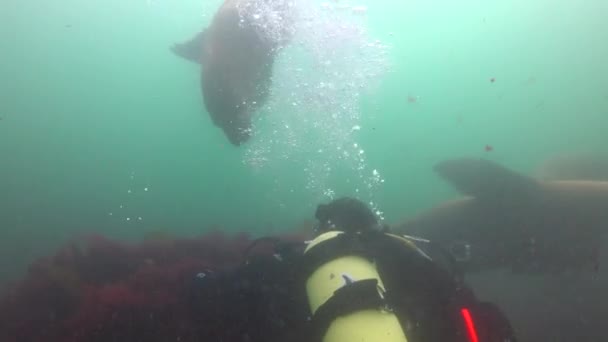 Faszinierendes Unterwassertauchen mit Seelöwen im Pazifik vor der Halbinsel Kamtschatka. Russland. — Stockvideo