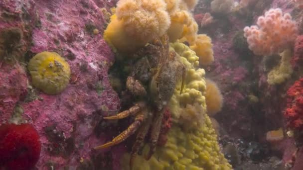 Fascinante inmersión submarina en el océano Pacífico frente a la península de Kamchatka. Rusia . — Vídeo de stock