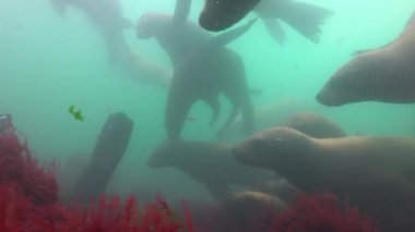 Büyüleyici sualtı deniz aslanları Kamçatka Yarımadası kapalı Pasifik Okyanusu'nda dalış. Rusya. 