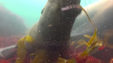 Büyüleyici sualtı deniz aslanları Kamçatka Yarımadası kapalı Pasifik Okyanusu'nda dalış. Rusya. 