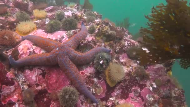 Fascinating underwater dive in the Pacific ocean off the Kamchatka Peninsula. Russia. — Stock Video