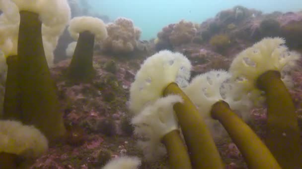Actinia Metridium Farsimen.Fascinating onderwater duiken in de Stille Oceaan uit het schiereiland Kamtsjatka. — Stockvideo