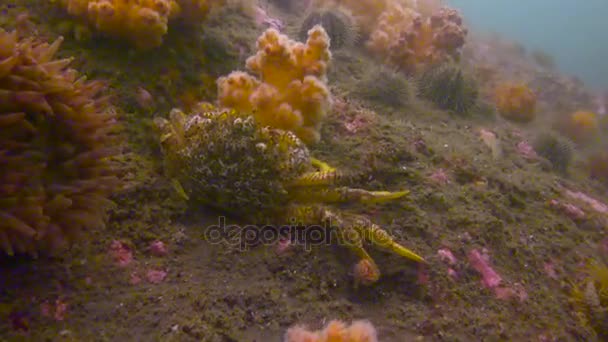 Fascinerende onderwater duik in de oceaan van het schiereiland Kamtsjatka. Rusland. — Stockvideo