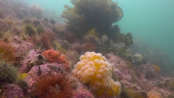 Fascinující podvodní dive v Tichém oceánu mimo poloostrov Kamčatka. Rusko. — Stock video