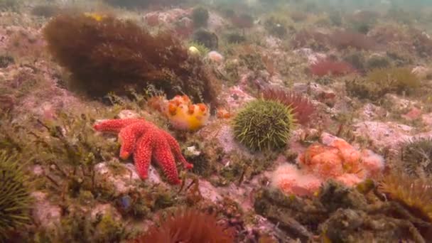 Um mergulho subaquático fascinante no Oceano Pacífico ao largo da Península de Kamchatka. Rússia . — Vídeo de Stock