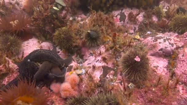 Um mergulho subaquático fascinante no Oceano Pacífico ao largo da Península de Kamchatka. Rússia . — Vídeo de Stock