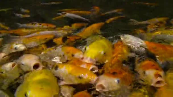 Koi. Oceanarium Sochi. Rusia . — Vídeo de stock