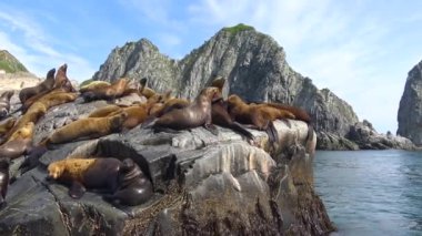Deniz Aslanları. Deniz Safari yolculuk Kamçatka Yarımadası boyunca. Rusya.