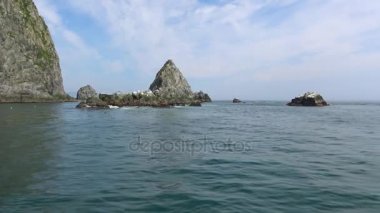 Deniz Aslanları. Deniz Safari yolculuk Kamçatka Yarımadası boyunca. Rusya.